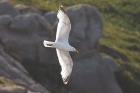 Herring Gull by Mick Dryden
