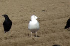 Iceland Gull by Duncan Wilson