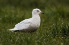 Iceland Gull by Romano da Costa