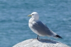 Kittiwake by Caroline Orpin