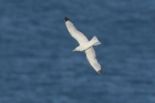 Kittiwake by Mick Dryden