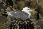 Kittiwake by Mick Dryden