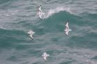 Kittiwakes by Mick Dryden Kittiwakes by Mick Dryden