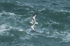 Kittiwake by Mick Dryden