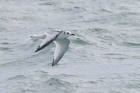 Kittiwake by Mick Dryden