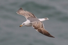 Lesser Black-backed Gull by Mick Dryden