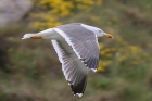 Lesser Black-backed Gull by Mick Dryden