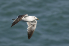 Lesser Black-backed Gull by Mick Dryden