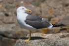 Lesser Black-backed Gull by Mick Dryden