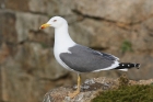 Lesser Black-backed Gull by Mick Dryden Lesser Black-backed Gull by Mick Dryden