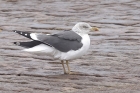 Lesser Black backed Gull by Mick Dryden Lesser Black backed Gull by Mick Dryden