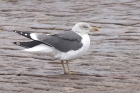 Lesser Black backed Gull by Mick Dryden