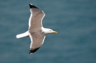 Lesser Black-backed Gull by Romano da Costa