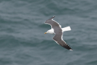 Lesser Black-backed Gull by Mick Dryden