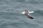 Lesser Black-backed Gull by Mick Dryden Lesser Black-backed Gull by Mick Dryden