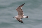 Lesser Black-backed Gull by Mick Dryden