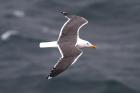 Lesser Blackbacked Gull by Mick Dryden Lesser Blackbacked Gull by Mick Dryden