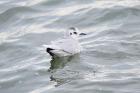 Little Gull by Romano da Costa Little Gull by Romano da Costa