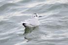 Little Gull by Romano da Costa