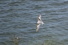 Little Gull by Tony Paintin Little Gull by Tony Paintin