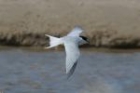 Little Tern by Mick Dryden