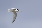 Little Tern by Romano da Costa