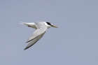 Little Tern by Romano da Costa