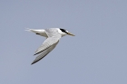 Little Tern by Romano da Costa Little Tern by Romano da Costa