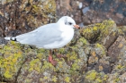Mediterranean Gull by Romano da Costa