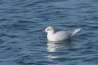 Mediterranean Gull by Mick Dryden Mediterranean Gull by Mick Dryden