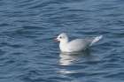 Mediterranean Gull by Mick Dryden