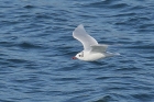 Mediterranean Gull by Mick Dryden