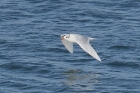 Mediterranean Gull by Mick Dryden