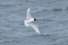 Mediterranean Gull by Mick Dryden