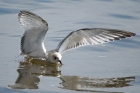 Mediterranean Gull by Romano da Costa Mediterranean Gull by Romano da Costa