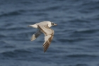 Mediterranean Gull by Mick Dryden