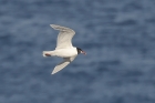 Mediterranean Gull by Mick Dryden