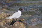 Mediterranean Gull by Mick Dryden