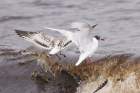 Mediterranean Gulls by Mick Dryden