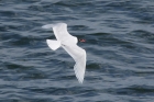 Mediterranean Gull by Mick Dryden