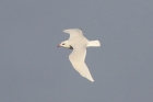 Mediterranean Gull by Mick Dryden