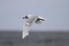 Mediterranean Gull by Mick Dryden Mediterranean Gull by Mick Dryden