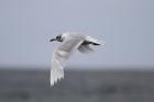 Mediterranean Gull by Mick Dryden