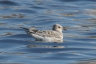 Mediterranean Gull by Mick Dryden