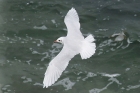 Mediterranean Gull by Mick Dryden