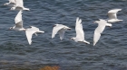 Mediterranean Gulls by Mick Dryden