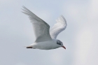 Mediterranean Gull by Mick Dryden