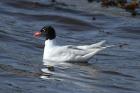 Mediterranean Gull by Mick Dryden Mediterranean Gull by Mick Dryden