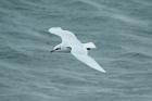 Mediterranean Gull by Mick Dryden