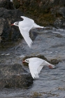 Mediterranean Gulls by Mick Dryden